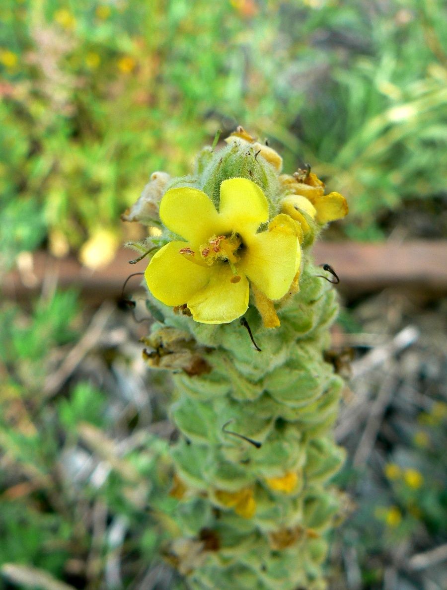 Изображение особи Verbascum thapsus.