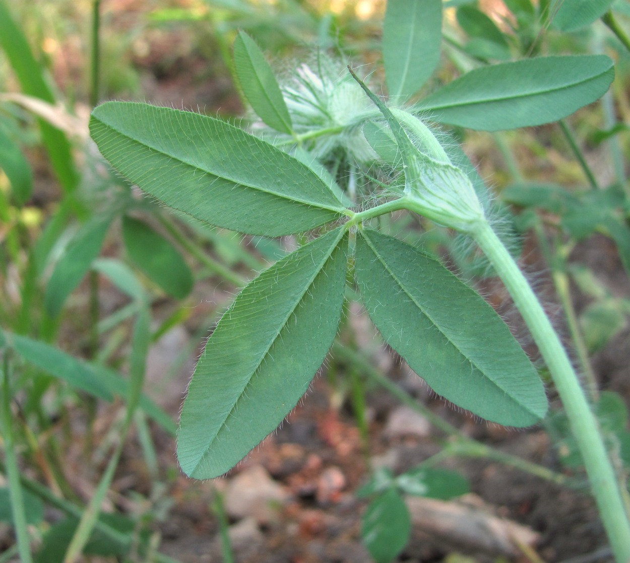 Image of Trifolium diffusum specimen.