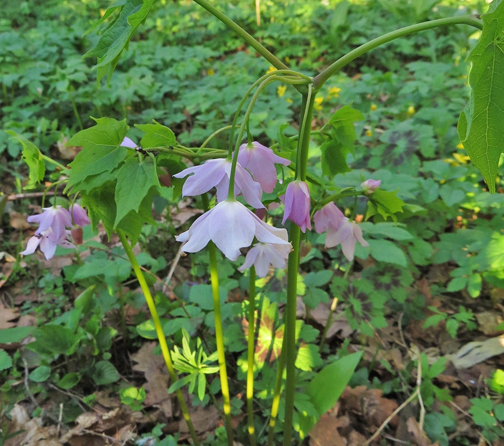 Изображение особи Ranzania japonica.