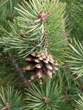 Pinus subspecies hamata