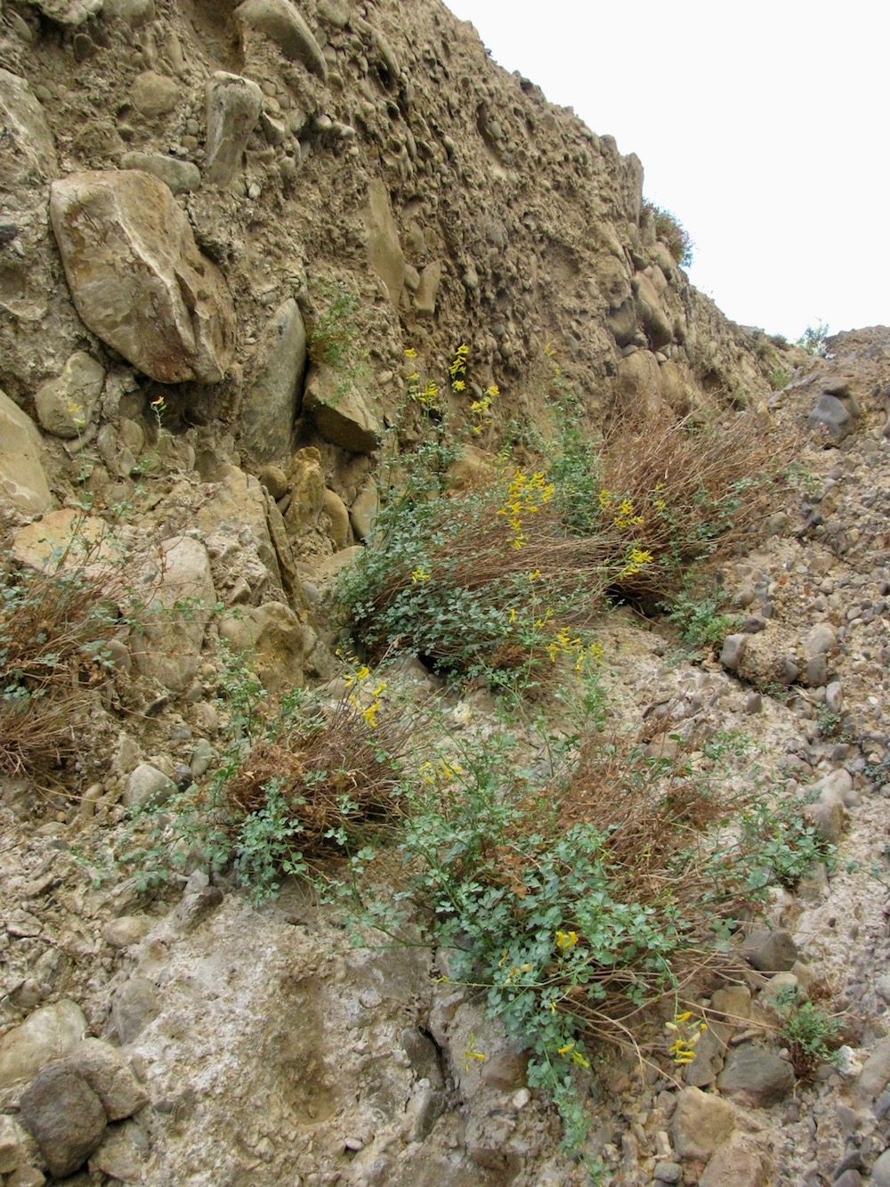 Image of Corydalis kovakensis specimen.