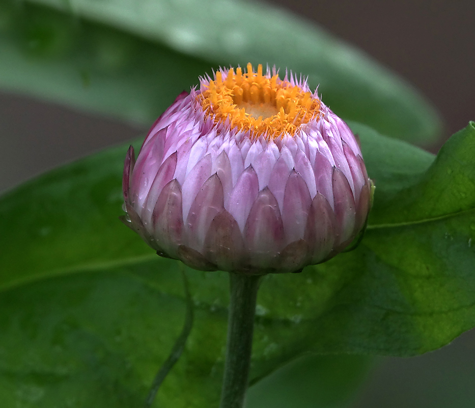 Image of Xerochrysum bracteatum specimen.