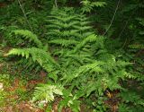 Смотреть изображение Dryopteris carthusiana