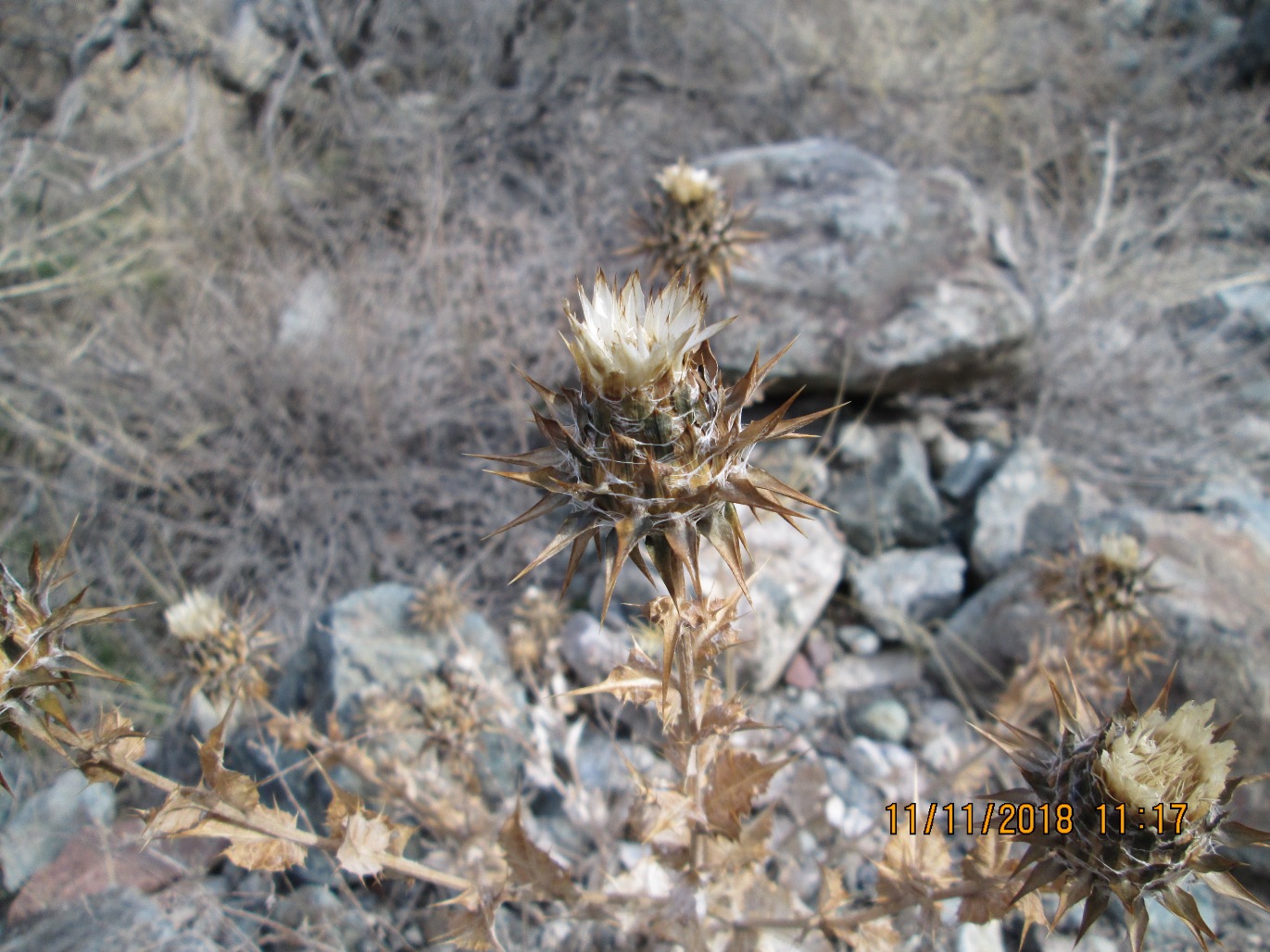 Изображение особи Cousinia microcarpa.