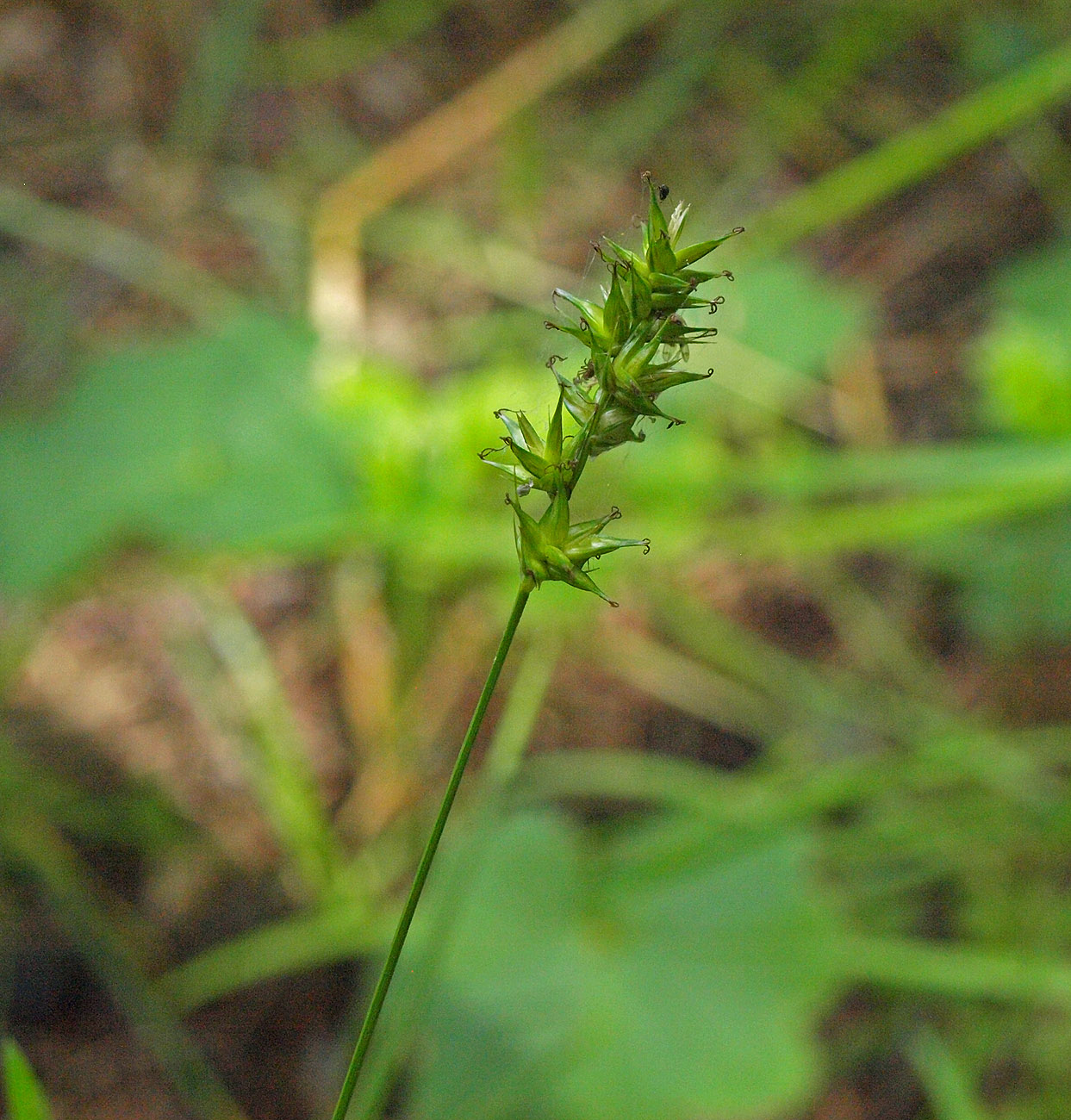 Image of Carex spicata specimen.