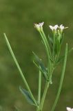 genus Epilobium