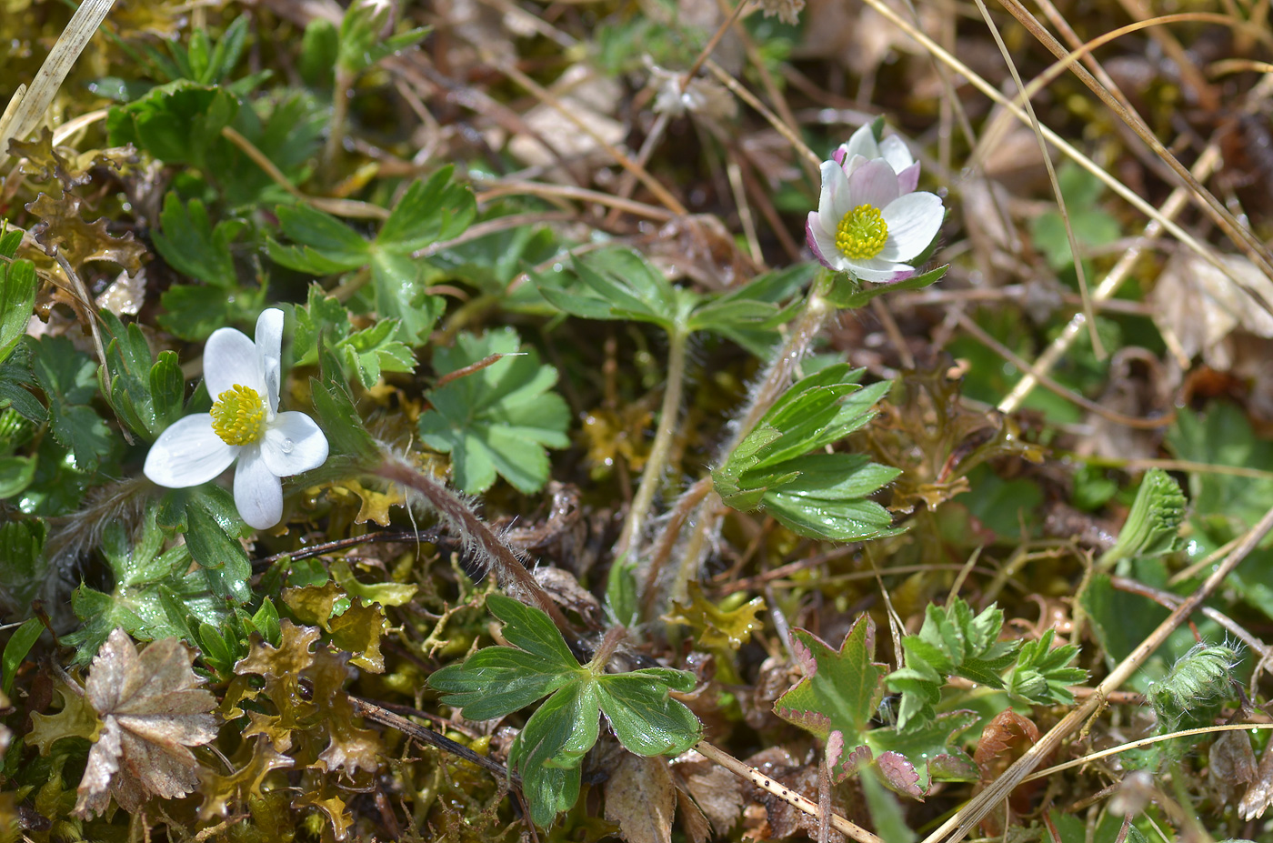 Image of Anemonastrum speciosum specimen.