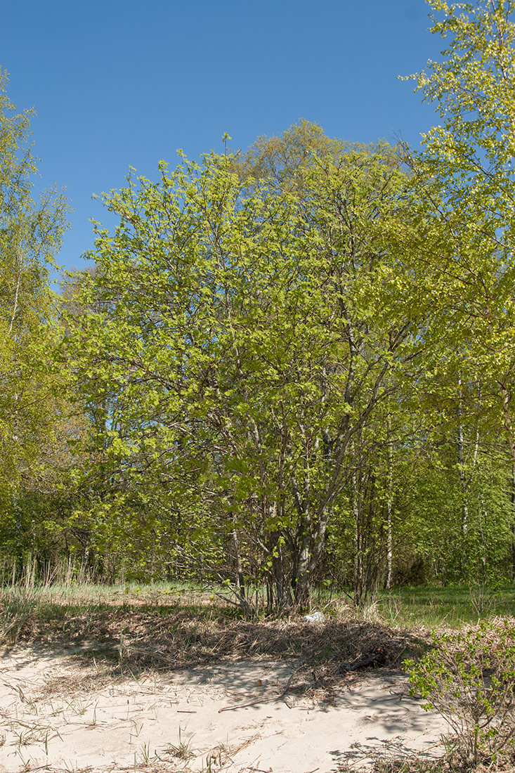 Image of Sorbus aucuparia specimen.