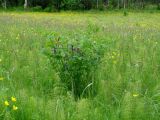 Vicia baicalensis