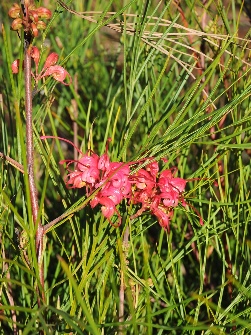 Image of Grevillea johnsonii specimen.