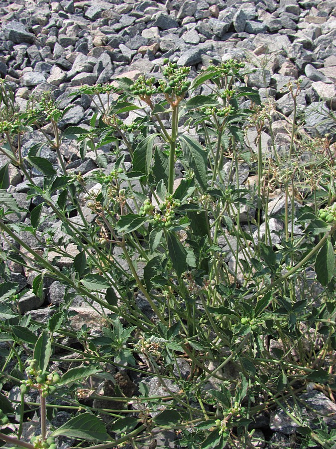 Image of Euphorbia davidii specimen.