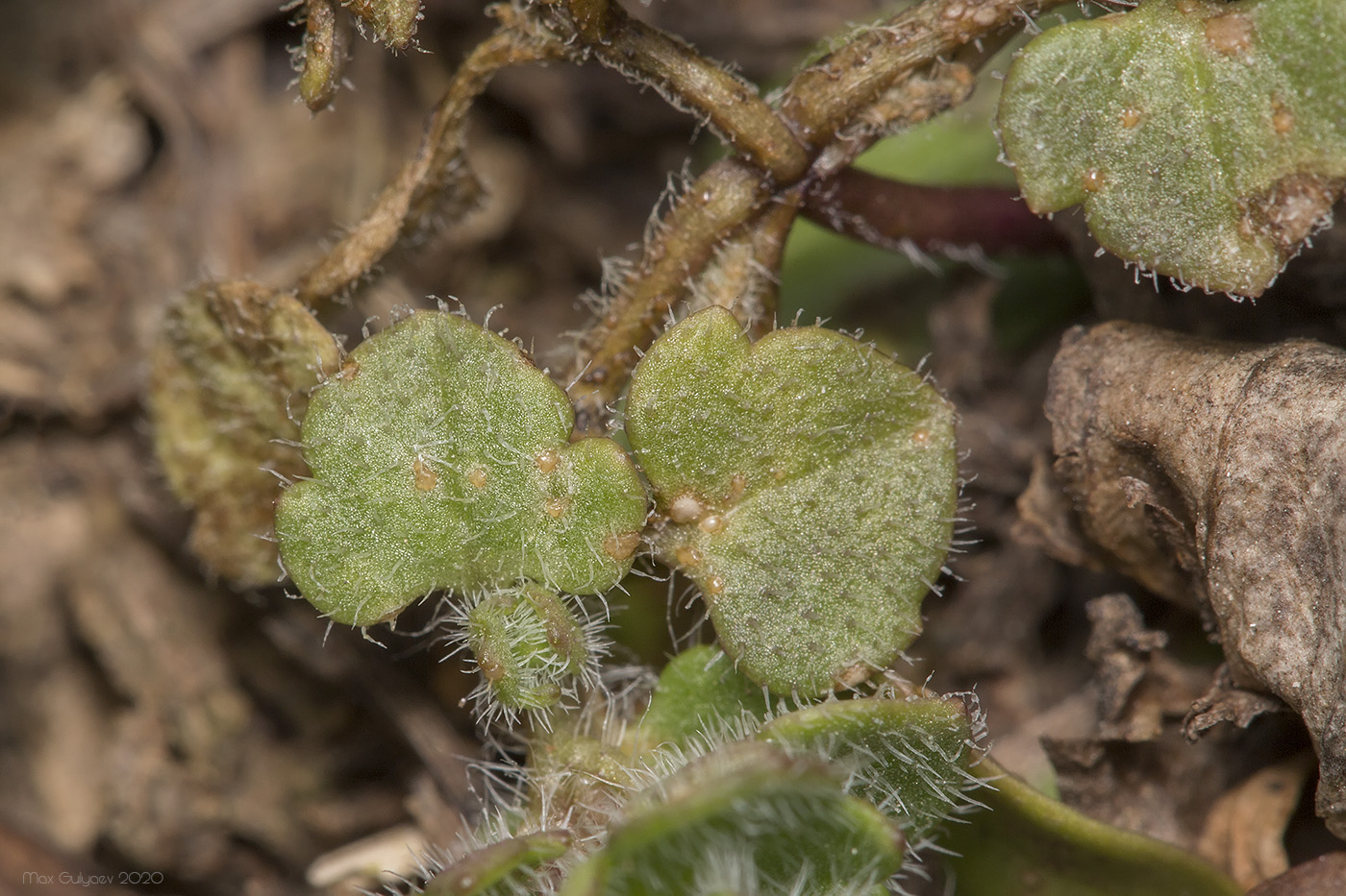 Изображение особи Veronica hederifolia.