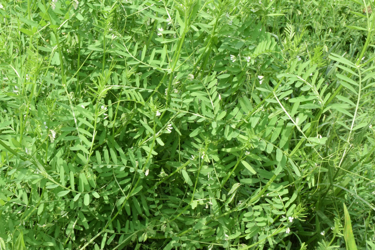 Image of Vicia hirsuta specimen.