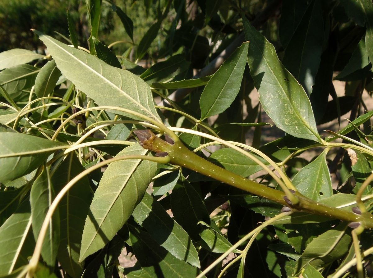 Изображение особи род Fraxinus.