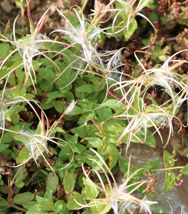 Image of genus Epilobium specimen.