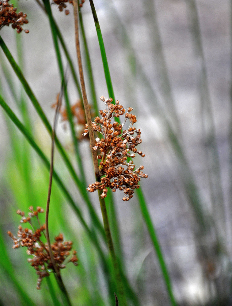 Image of Juncus effusus specimen.