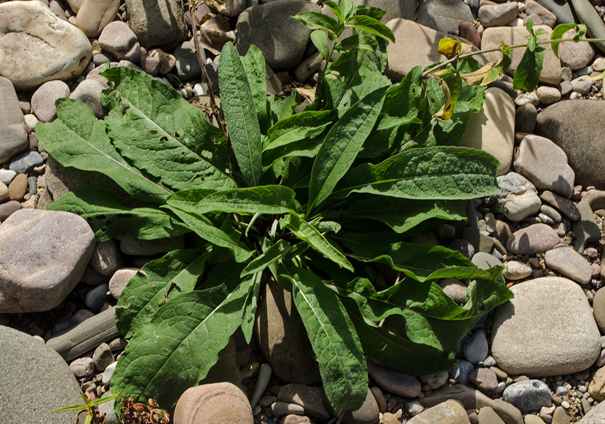 Изображение особи род Centaurea.