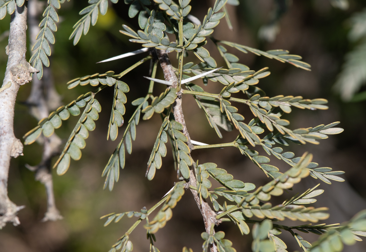 Image of Vachellia hebeclada specimen.