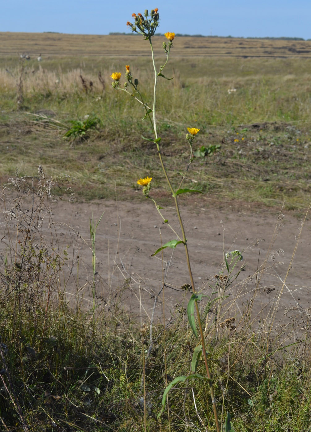 Image of Picris hieracioides specimen.