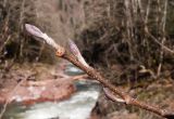 Sorbus torminalis. Верхушка побега с пробуждающимися почками. Адыгея, Майкопский р-н, окр. пос. Хамышки, правый берег р. Киша, ≈ 700 м н.у.м., скалы. 08.03.2016.