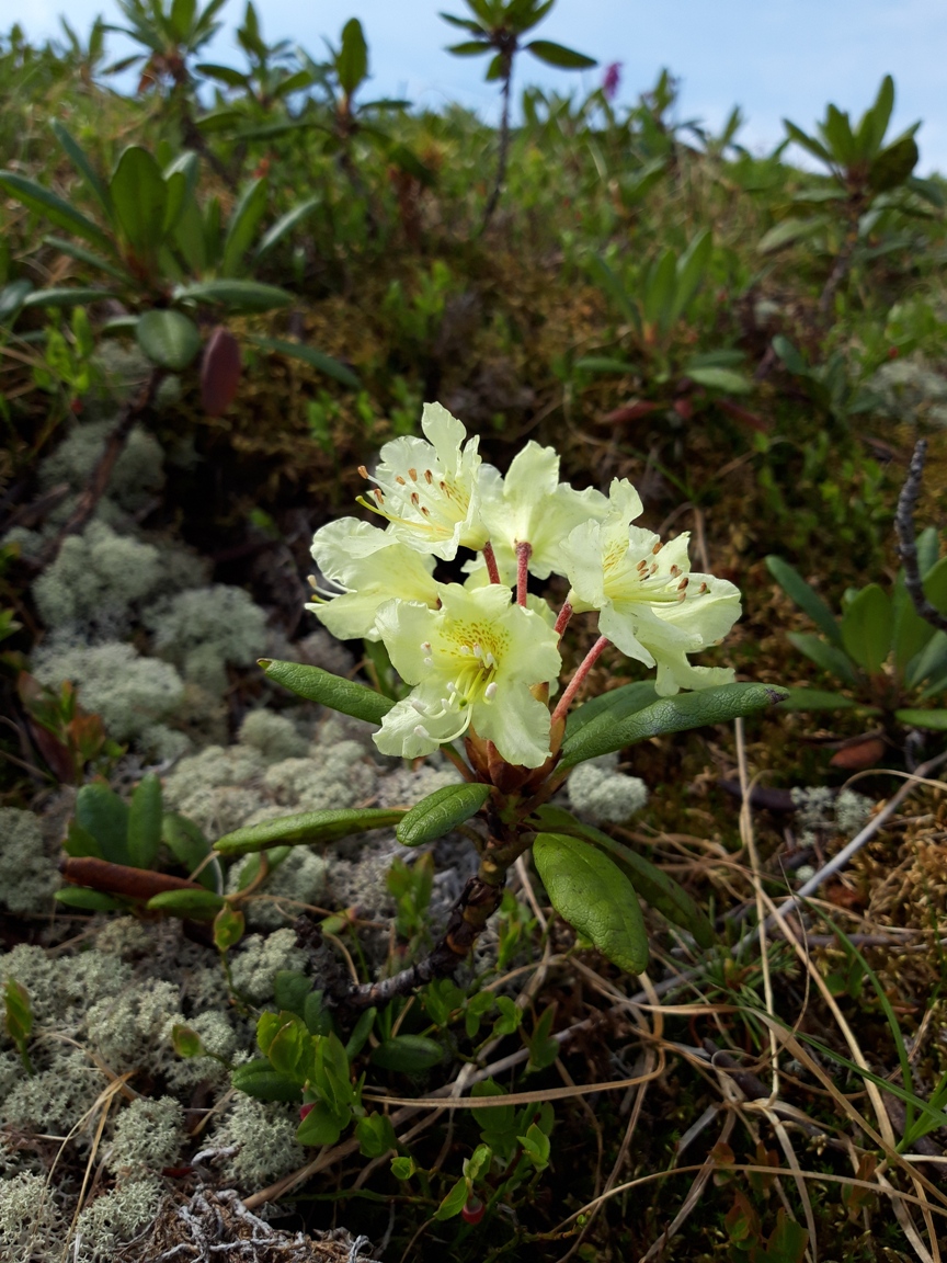 Image of Rhododendron aureum specimen.