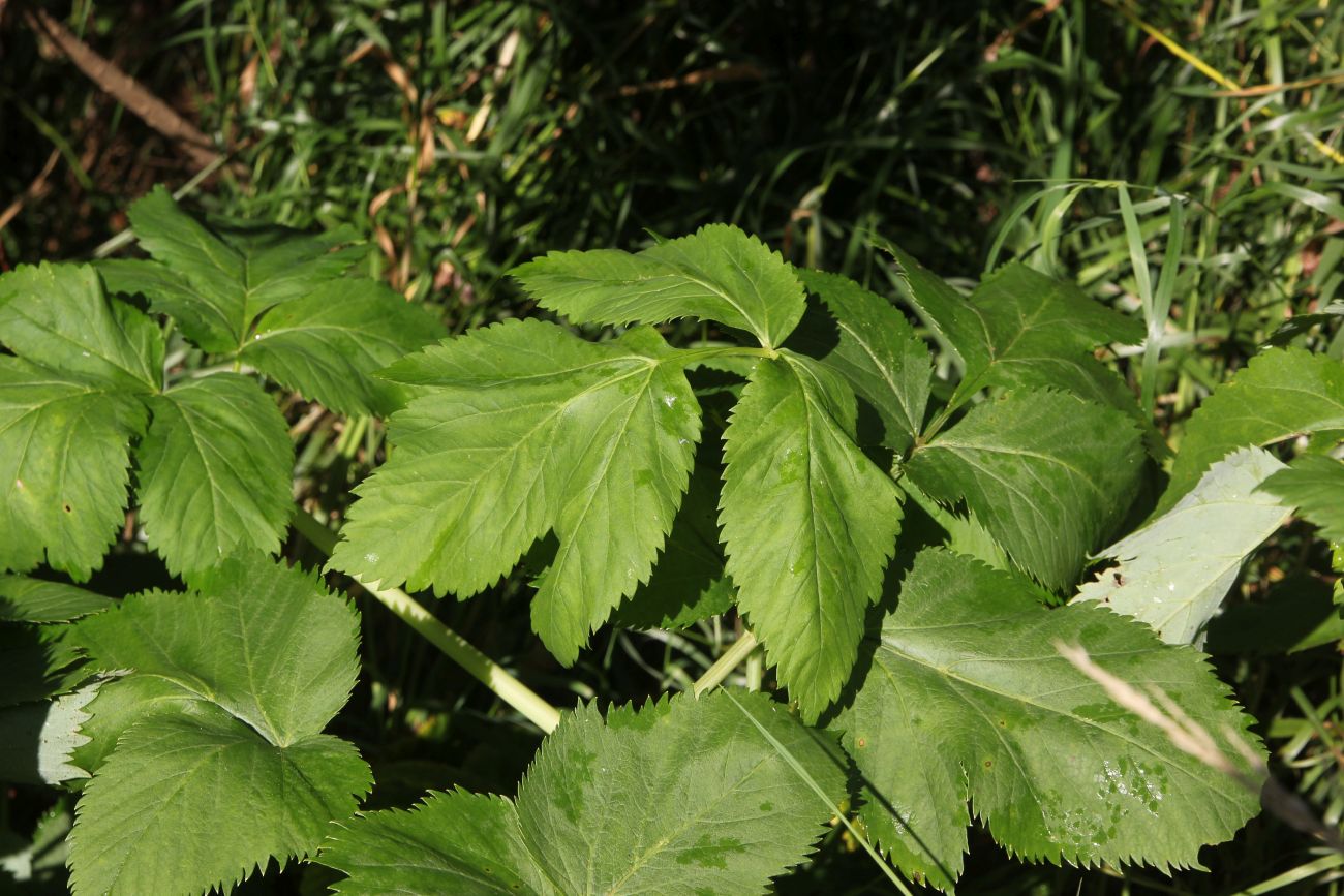 Изображение особи Archangelica officinalis.