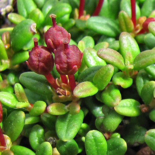 Image of Loiseleuria procumbens specimen.