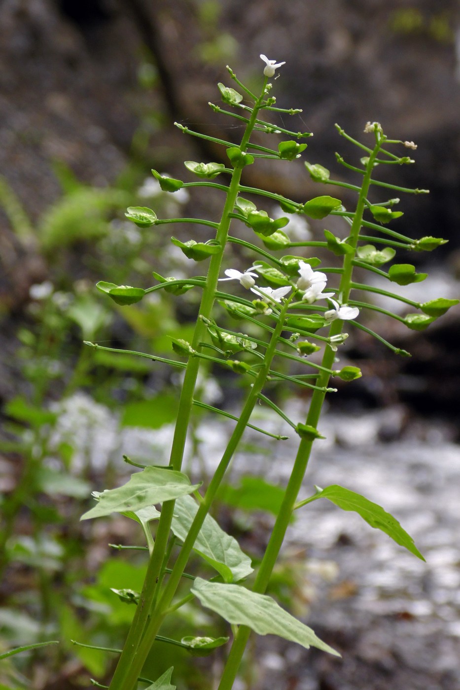 Image of Pachyphragma macrophyllum specimen.