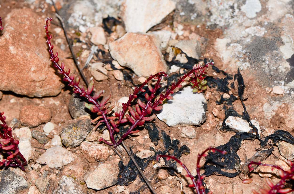 Image of Sedum microcarpum specimen.