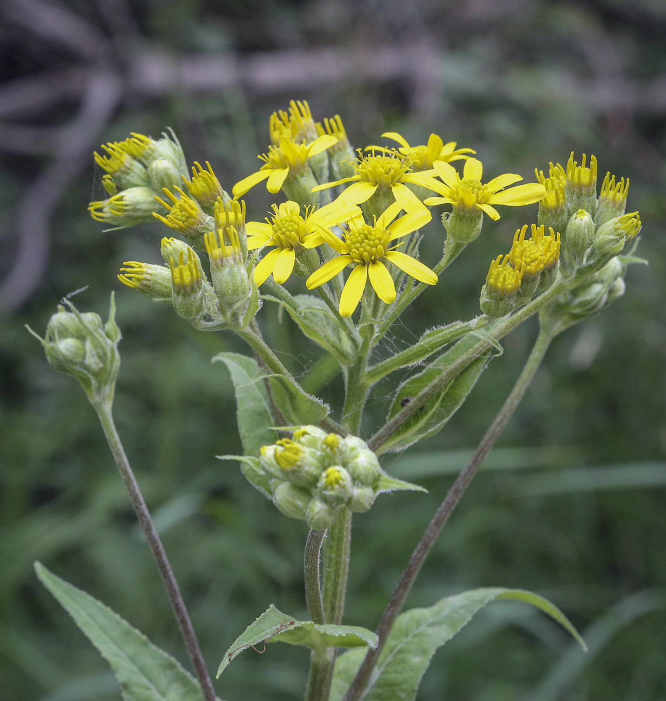 Изображение особи Senecio nemorensis.