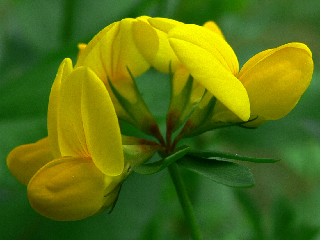 Image of genus Lotus specimen.