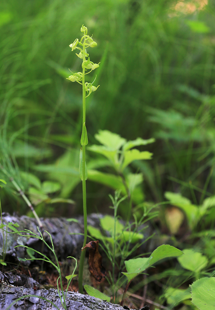 Изображение особи Platanthera maximowicziana.