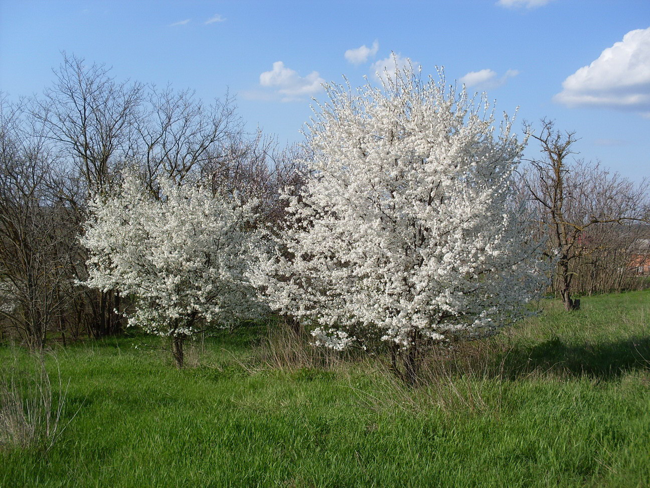 Image of Prunus cerasifera specimen.