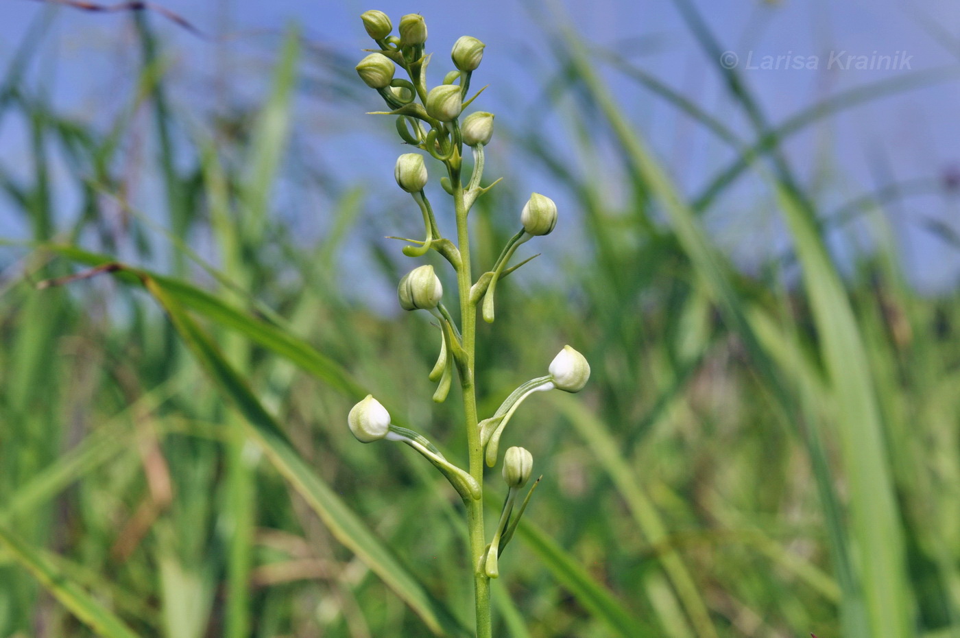 Изображение особи Habenaria linearifolia.