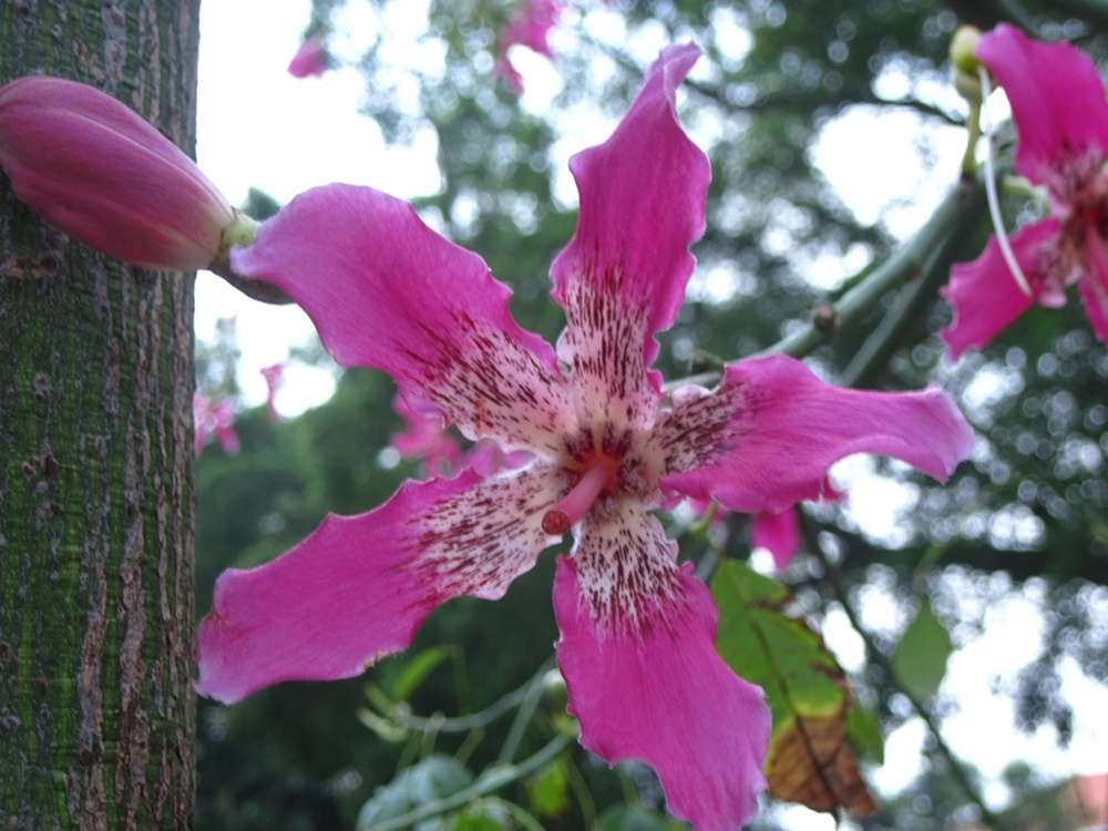 Изображение особи Ceiba speciosa.