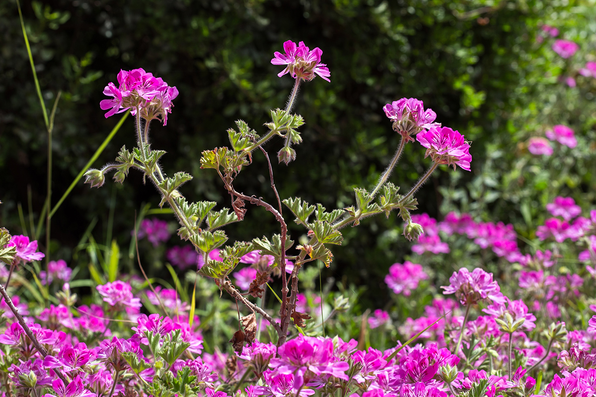 Image of genus Pelargonium specimen.