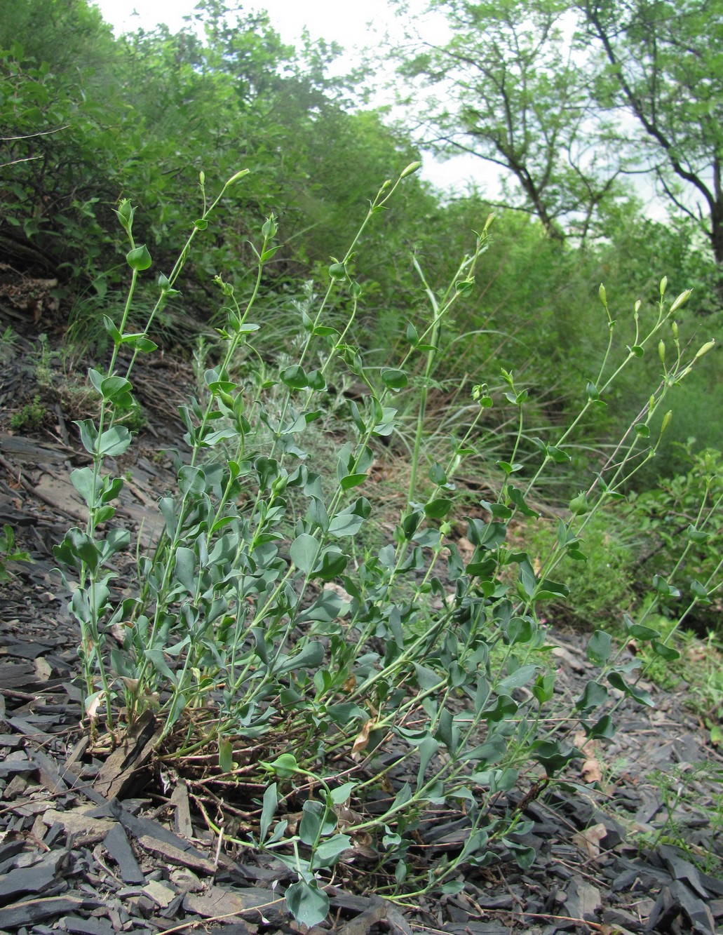 Изображение особи Silene chlorifolia.