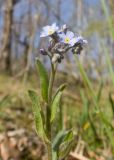 Myosotis lithospermifolia