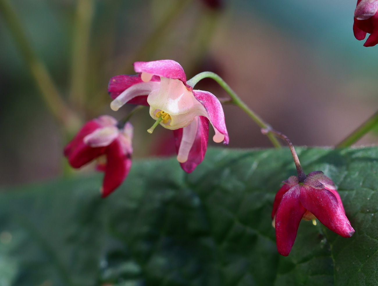 Image of Epimedium rubrum specimen.