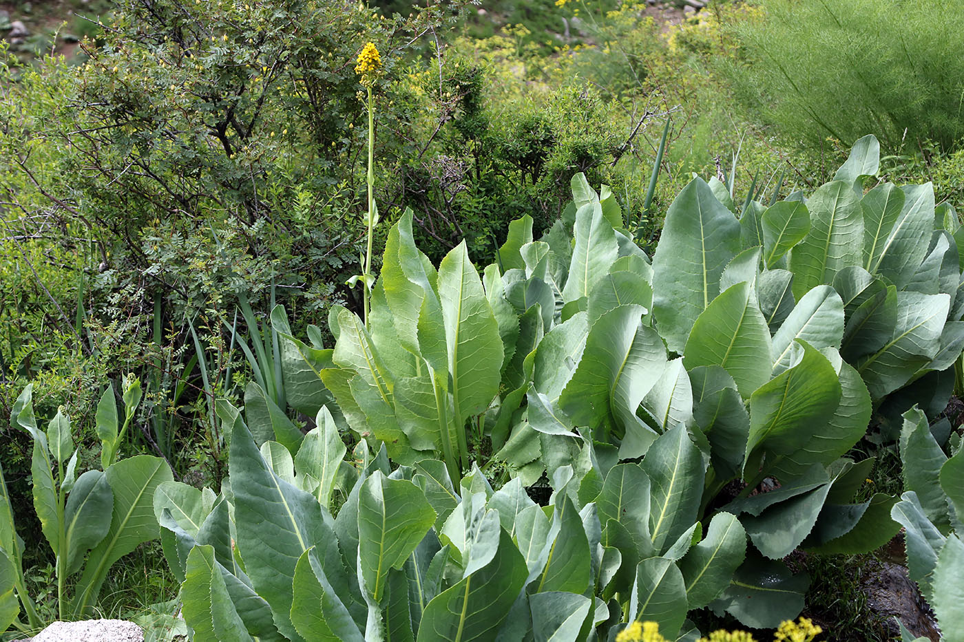 Image of Ligularia heterophylla specimen.