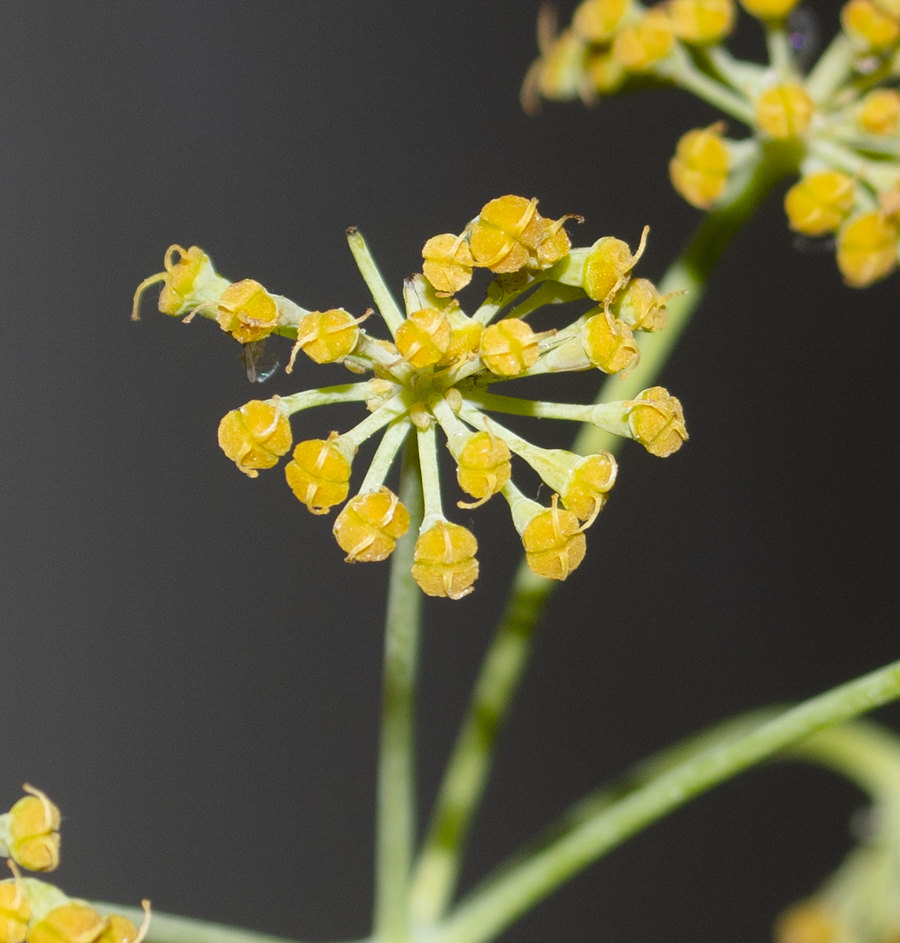 Image of Ferula tingitana specimen.