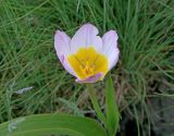 Tulipa saxatilis