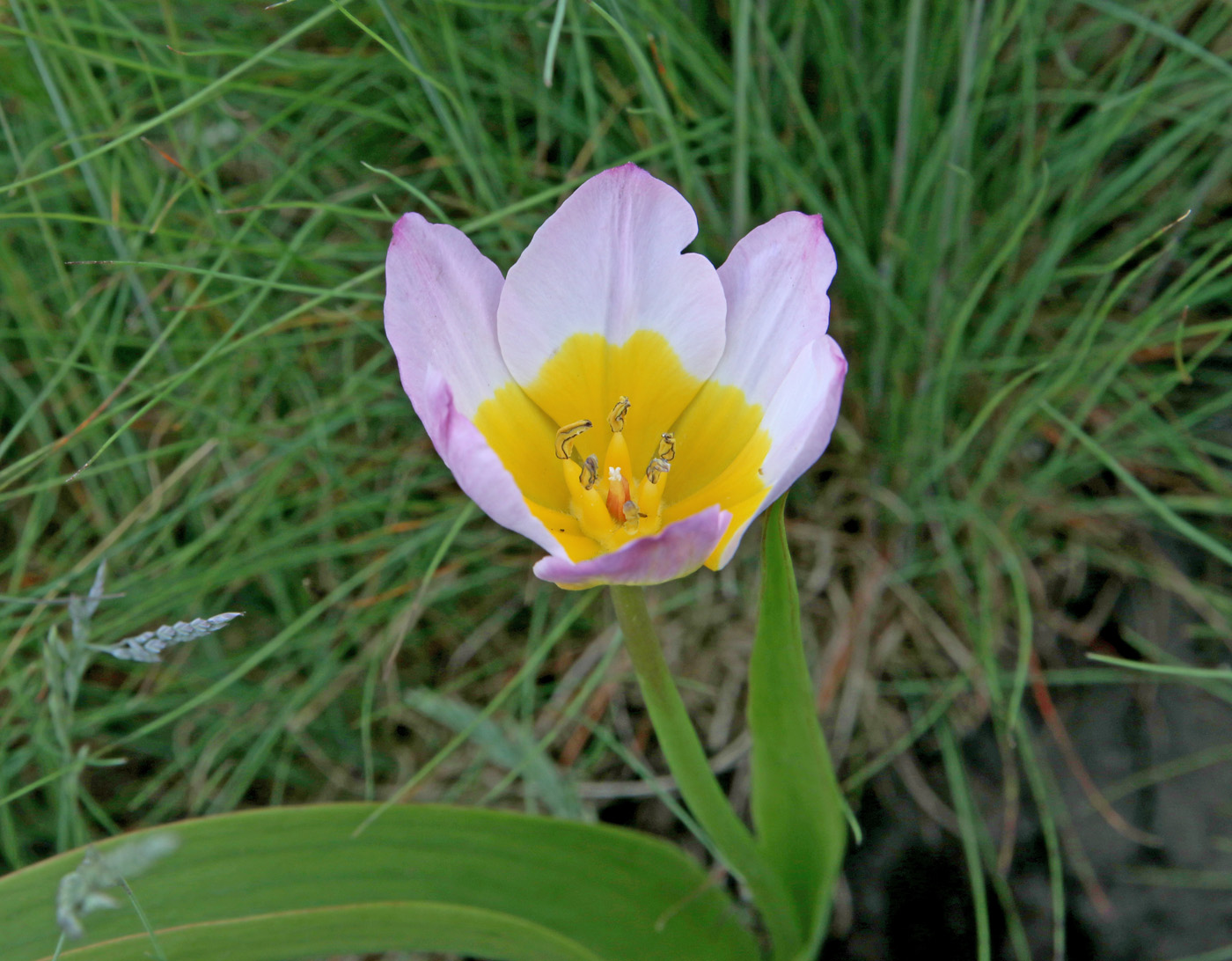 Изображение особи Tulipa saxatilis.