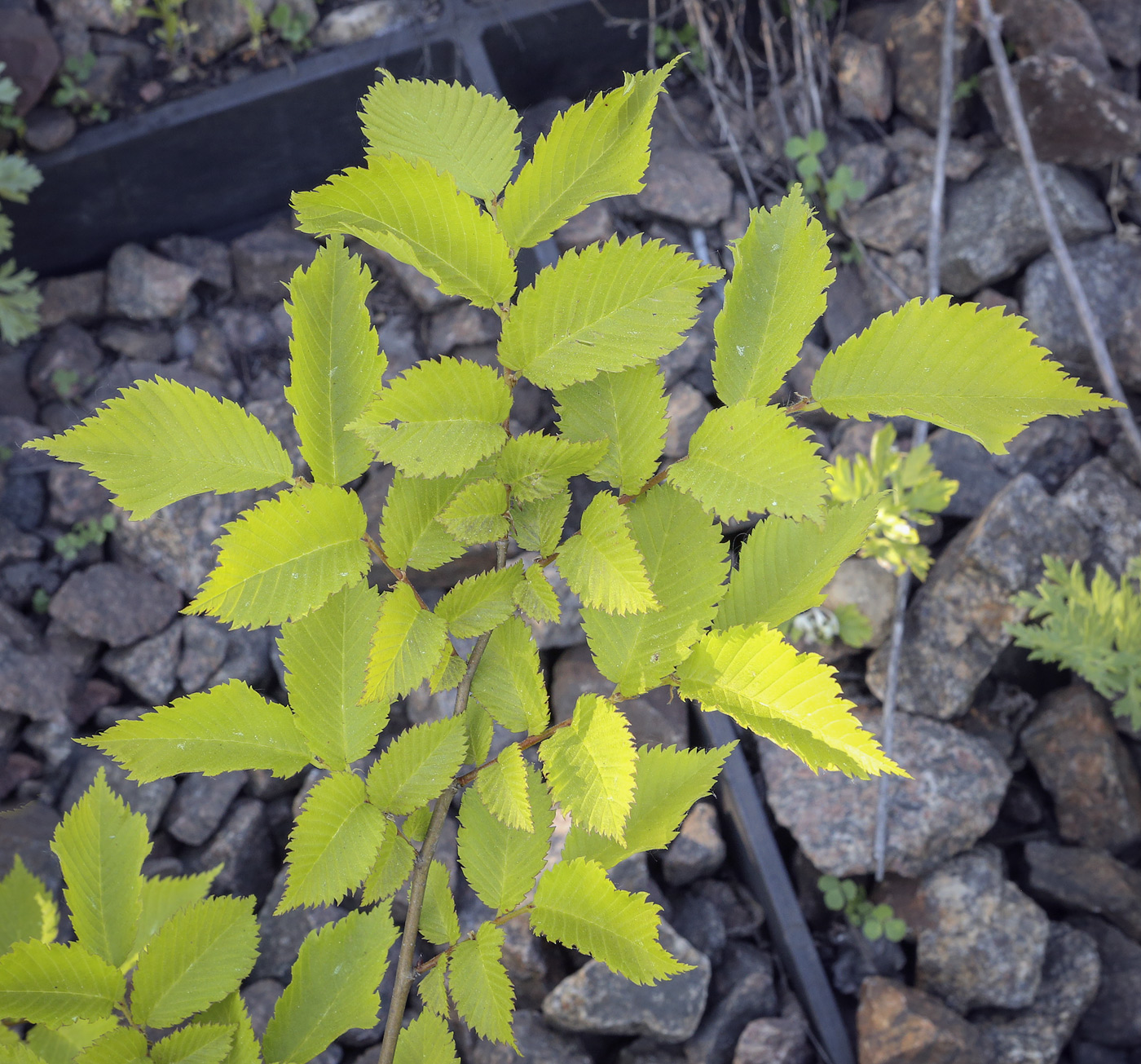 Image of Ulmus minor specimen.