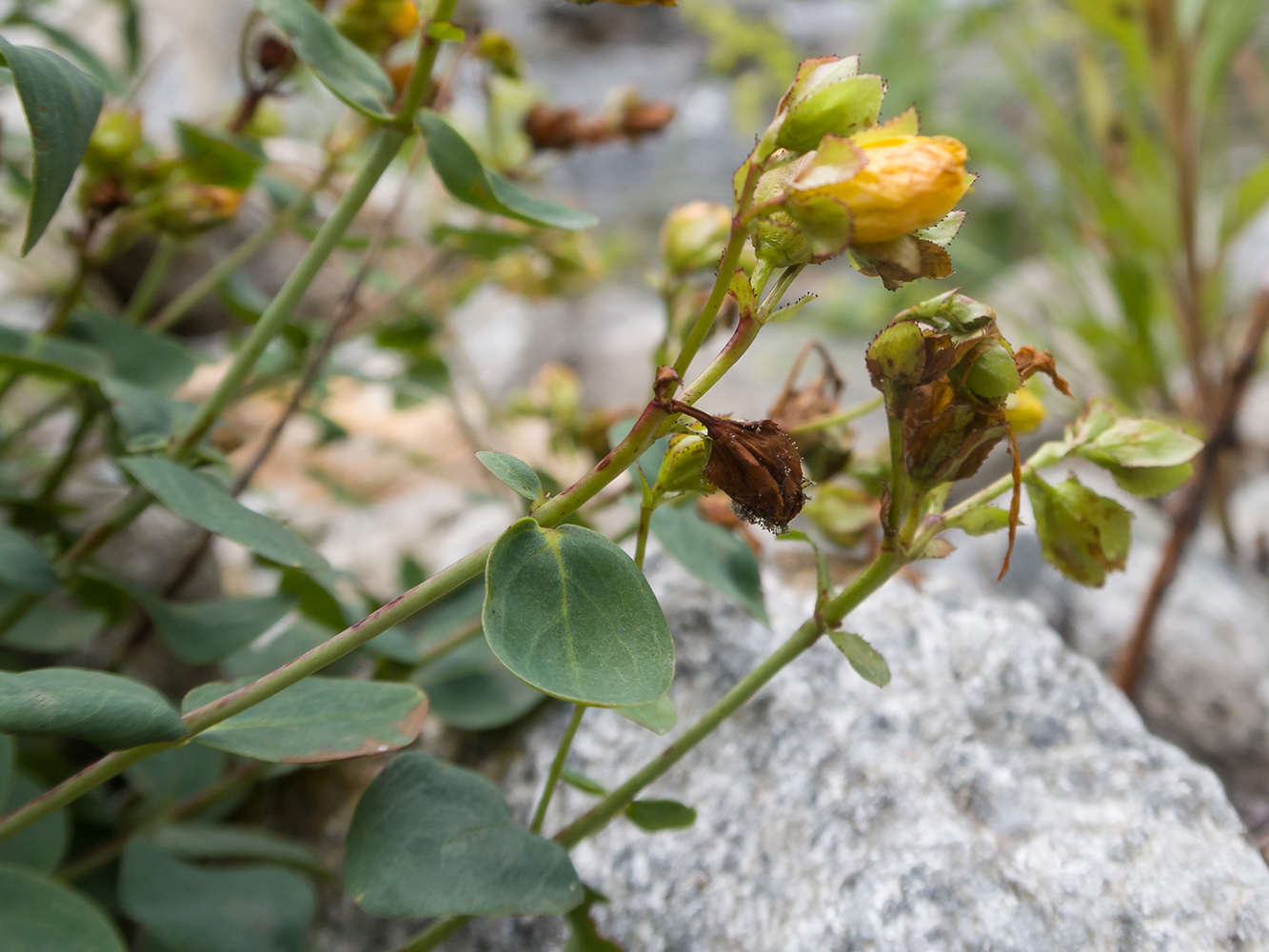 Image of Hypericum nummularioides specimen.