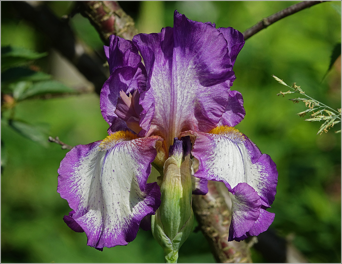 Image of Iris &times; hybrida specimen.