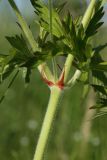 Geranium pratense