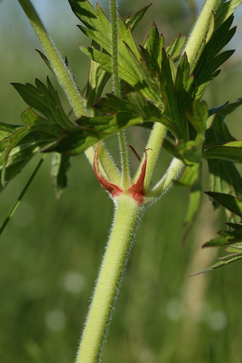 Image of Geranium pratense specimen.