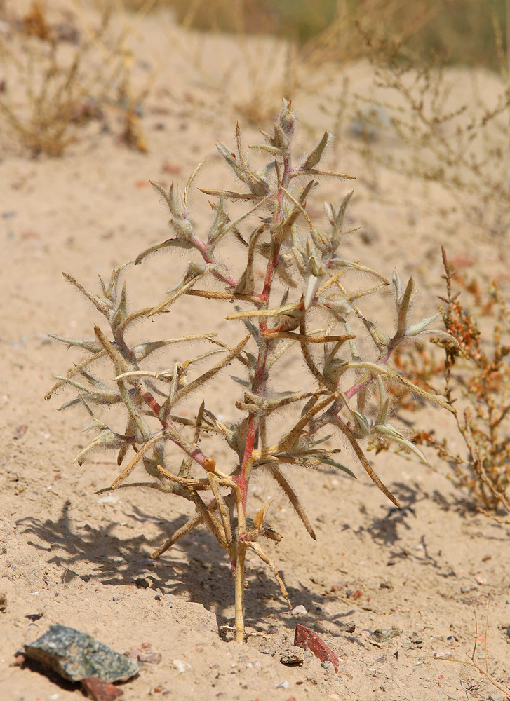 Image of Halimocnemis macrantha specimen.