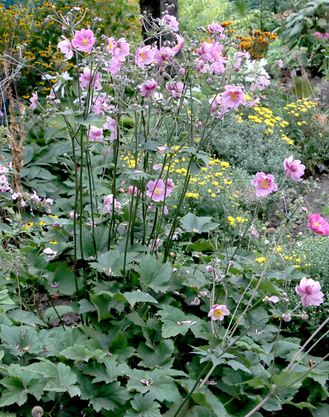 Image of Anemone scabiosa specimen.